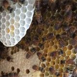 怎么让蜜蜂快速做脾