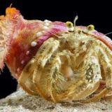 寄居蟹如何与海葵共生