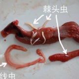 黄鳝寄生虫病防治方法