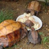 乌龟的生活习性及特点