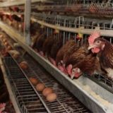如何提高粉壳蛋鸡的养殖效益