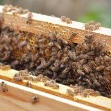 养蜂怎样防蚂蚁
