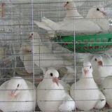 如何提高肉鸽繁殖能力