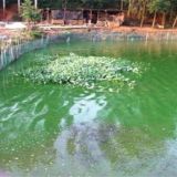 池塘倒藻原因及处理方法