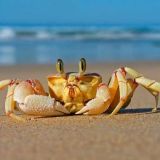 我国常见的螃蟹种类有哪些？