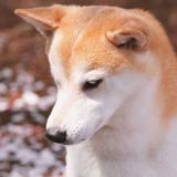 柴犬和秋田犬的区别