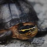 乌龟的寿命有多长？(5)