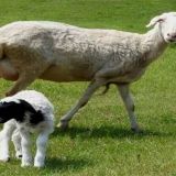 母羊为什么会流产