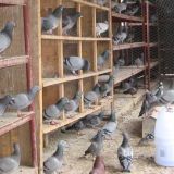 肉鸽在育雏期间的养殖管理技术
