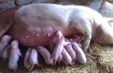 母猪产后的护理方法