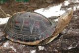 乌龟的种类有哪些？(3)