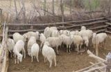 农村养羊技巧