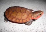乌龟的寿命有多长？(4)