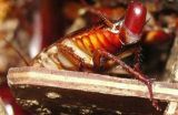蟑螂养殖技术(2)