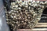 蜜蜂分群的原因