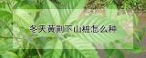 冬天黄荆下山桩怎么种