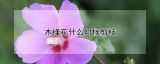 木槿花什么时候剪枝