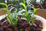 怎样盆栽石斛，选用霍山石斛或铁皮石斛种植