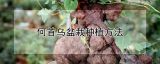 何首乌盆栽种植方法