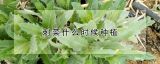 刺菜什么时候种植