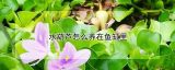 水葫芦怎么养在鱼缸里