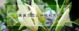 黄葛兰怎么种植和养护