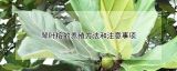 琴叶榕的养殖方法和注意事项