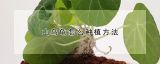 山乌龟怎么种植方法