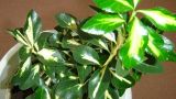 小叶黄杨的养殖方法和注意事项