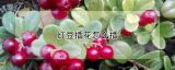 红豆插花怎么插