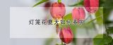 灯笼花夏天如何养护