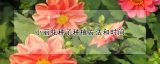 小丽花种子种植方法和时间