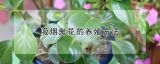 吸烟鬼花的养殖方法