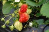 草莓的种植方法，春秋播种成功率较高