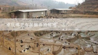 重庆哪里有泥鳅养殖基地