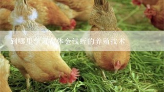 到哪里学习宽体金线蛭的养殖技术