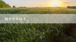 鳙鱼养殖技术