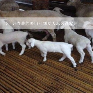 开春栽的映山红到夏天怎么没发芽