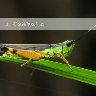 石金钱龟吃什么