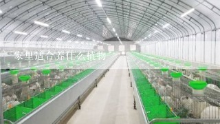 家里适合养什么植物