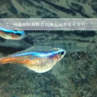 河南南阳新野县创颖土元养殖可靠吗？