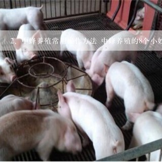 中蜂养殖常用操作方法 中蜂养殖的8个小妙招