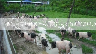 我的南石种龟买回来几天还未吃鱼肉正常吗,怎么办?