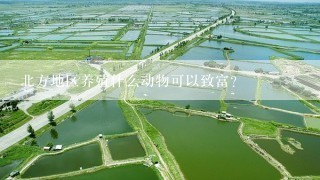 北方地区养殖什么动物可以致富?