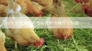 山东养殖肉食鸡喂的食料出现什么问题