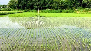 山白芷是干什么用的