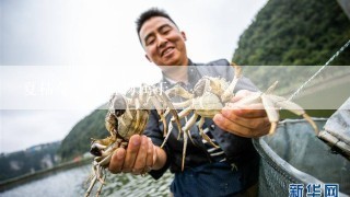 夏枯草的原植物属于