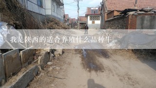 我是陕西的适合养殖什么品种牛