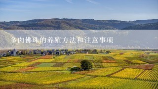 多肉佛珠的养殖方法和注意事项