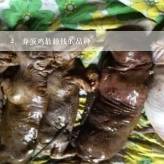 养蛋鸡最赚钱的品种